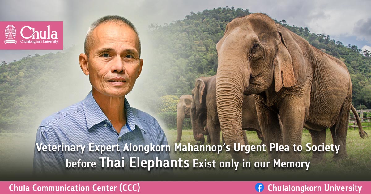 Veterinary Expert Alongkorn Mahannop's Urgent Plea to Society before Thai  Elephants Exist only in our Memory – Chulalongkorn University