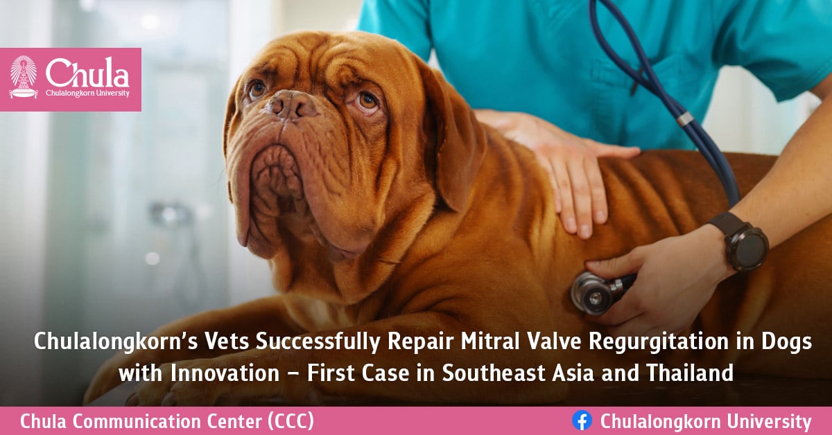 Repair Mitral Valve Regurgitation In Dogs – Chulalongkorn University