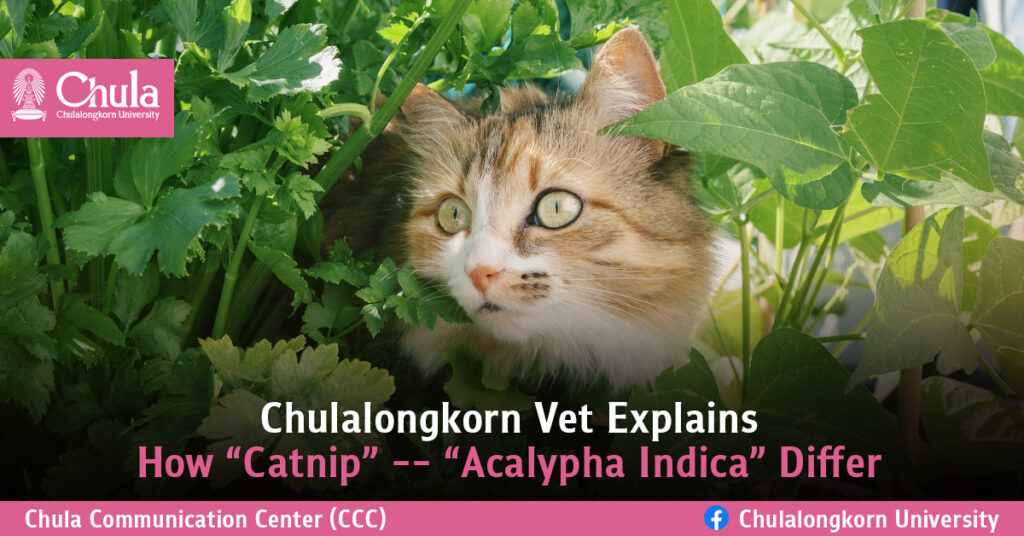 Chulalongkorn Vet Explains How “Catnip” -- “Acalypha Indica” Differ 