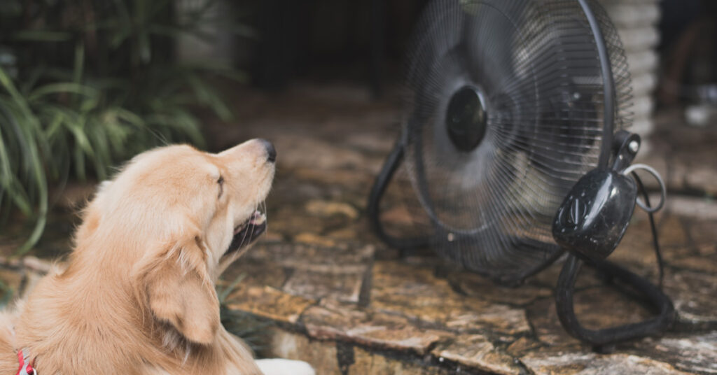 Chula Expert Shares Tips on How to Stop Your Furry Friends Suffering Heat Stroke