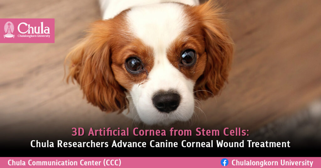 3D Artificial Cornea from Stem Cells: Chula Researchers Advance Canine Corneal Wound Treatment