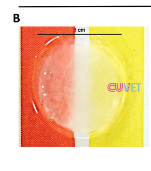 Image showing a 3D corneal patch made from silk fibroin and gelatin