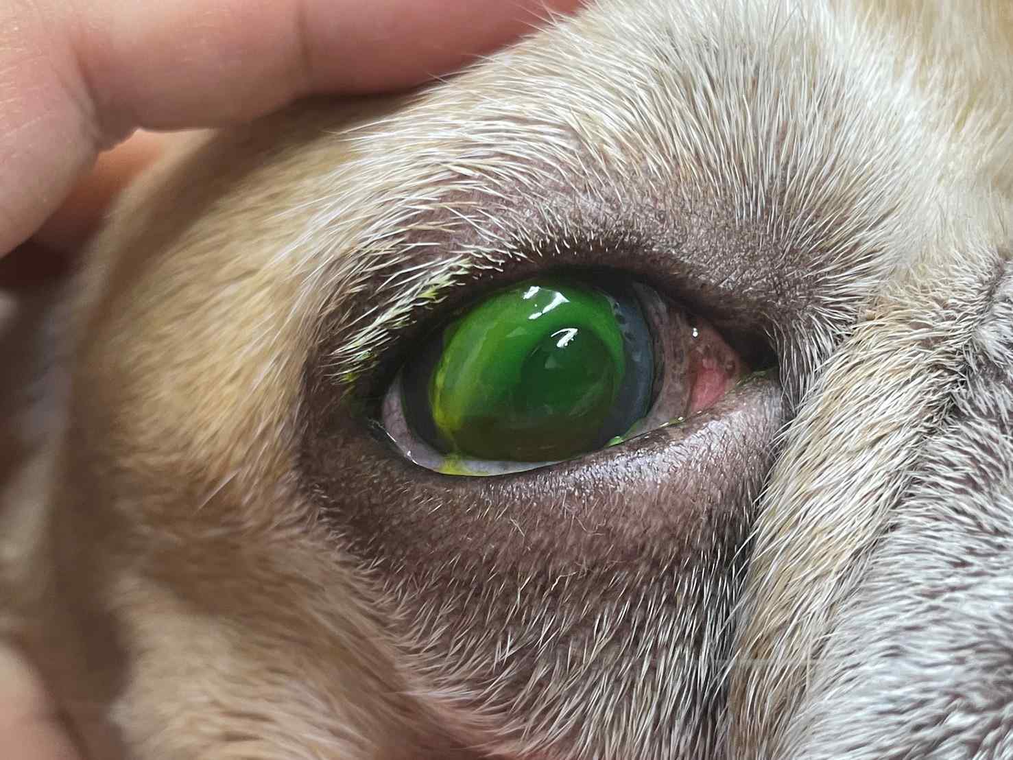 แผลกระจกตาในสุนัข