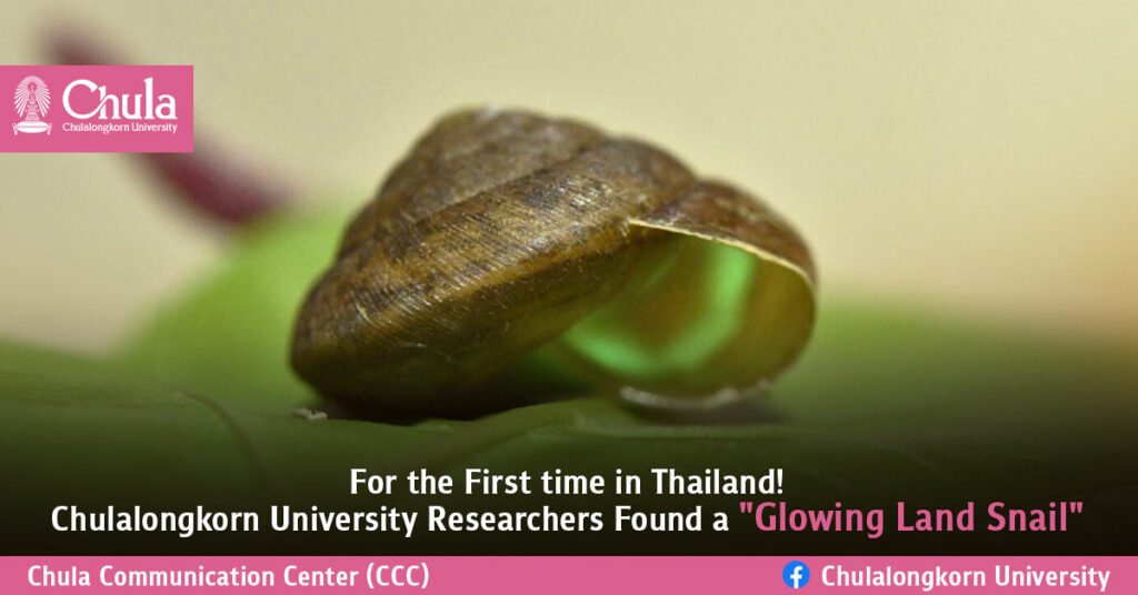 For the First time in Thailand! Chulalongkorn University Researchers Found a "Glowing Land Snail" 