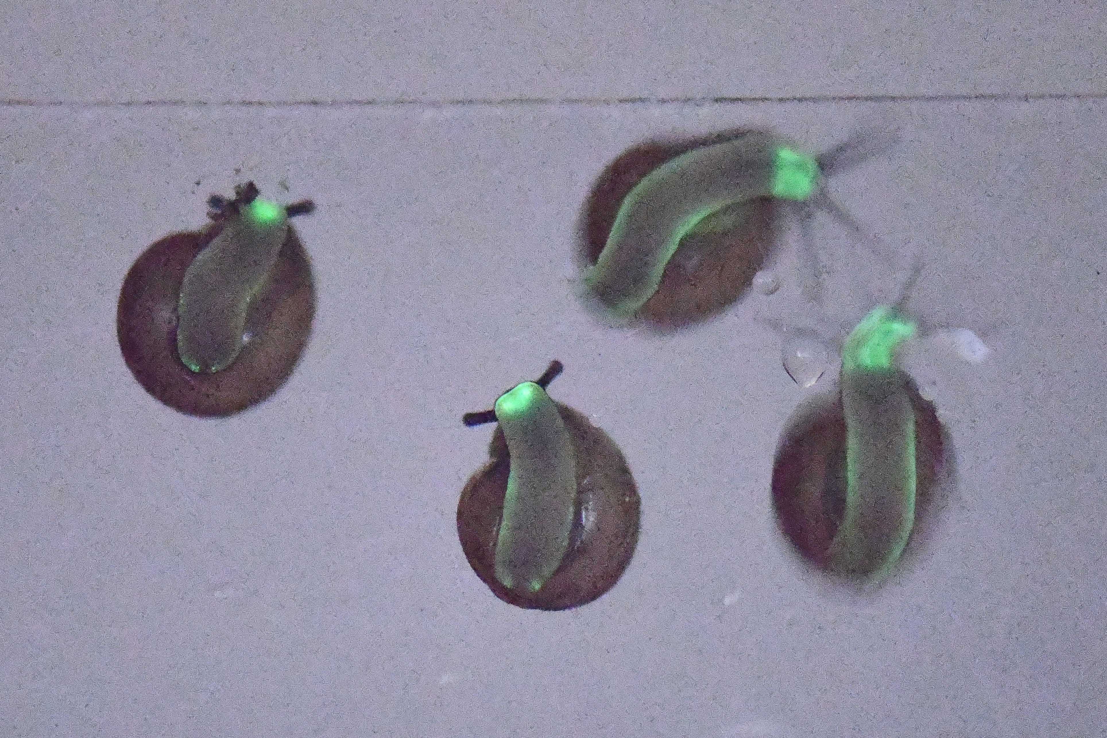Glowing land snails glow at the front and lateral part of the foot   