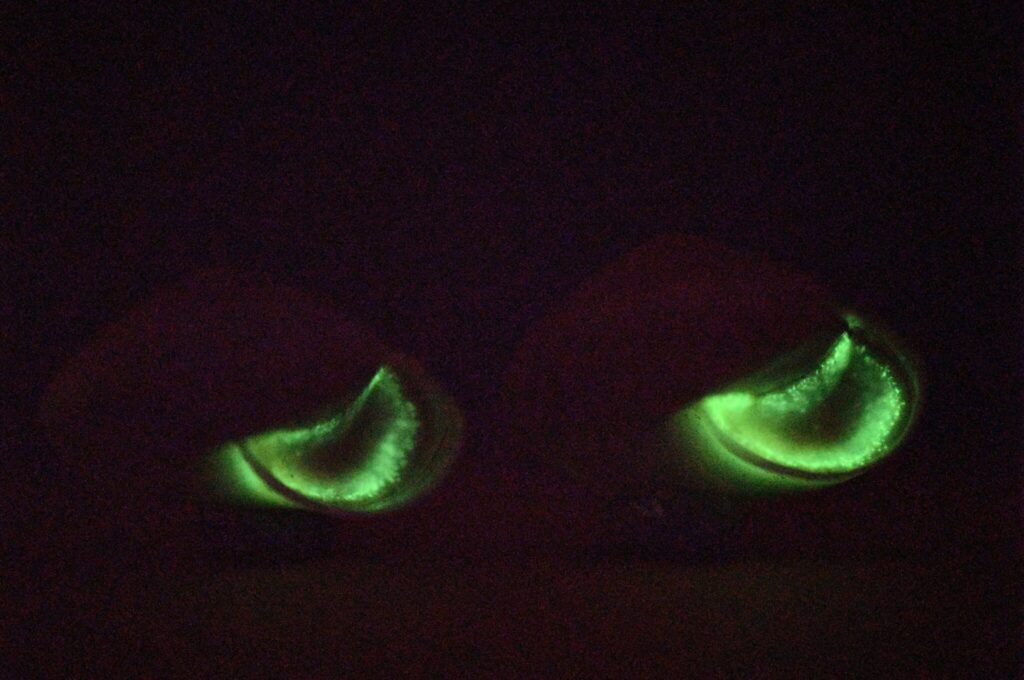 The green glow of land snails in their mantle tissue area 