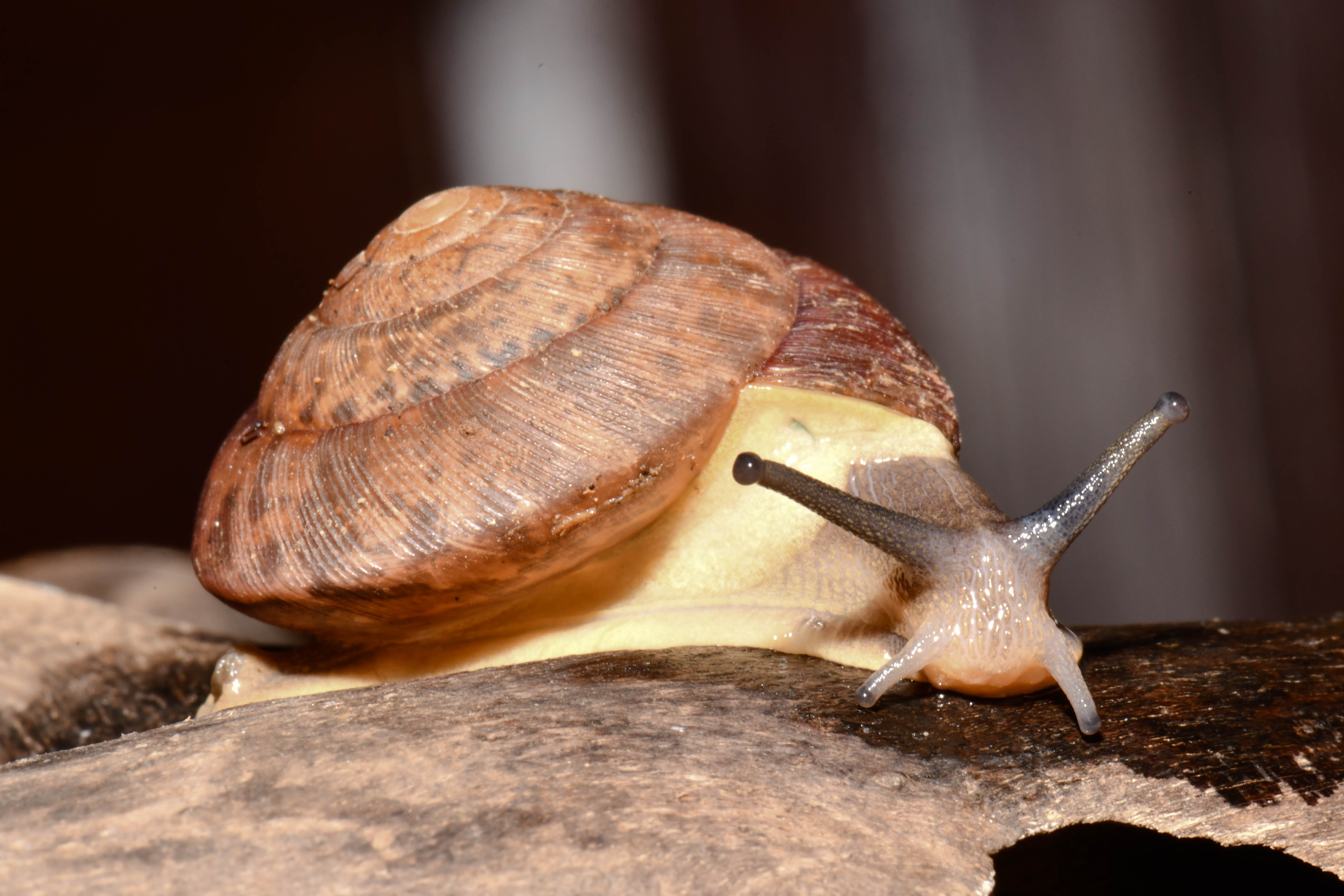 The natural land snail before being tested for luminescence and fluorescence 