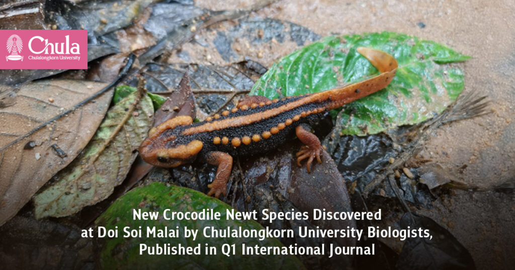 New Crocodile Newt Species Discovered at Doi Soi Malai by Chulalongkorn University Biologists, Published in Q1 International Journal 