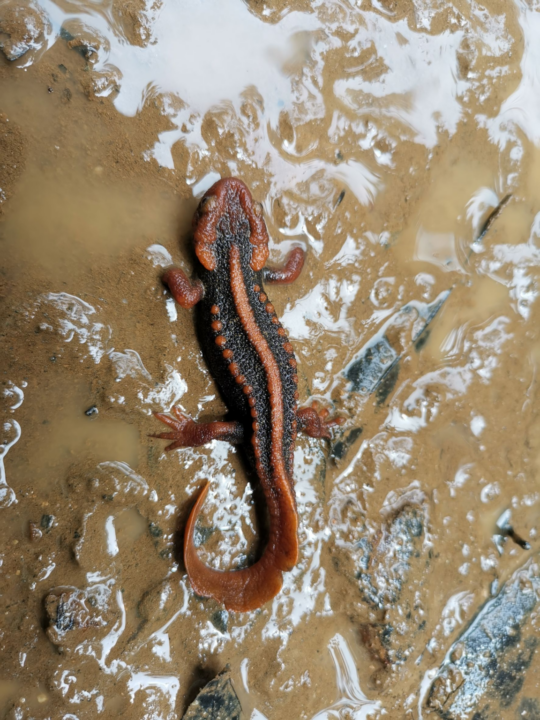 New Crocodile Newt Species Discovered at Doi Soi Malai by Chulalongkorn University Biologists, Published in Q1 International Journal 