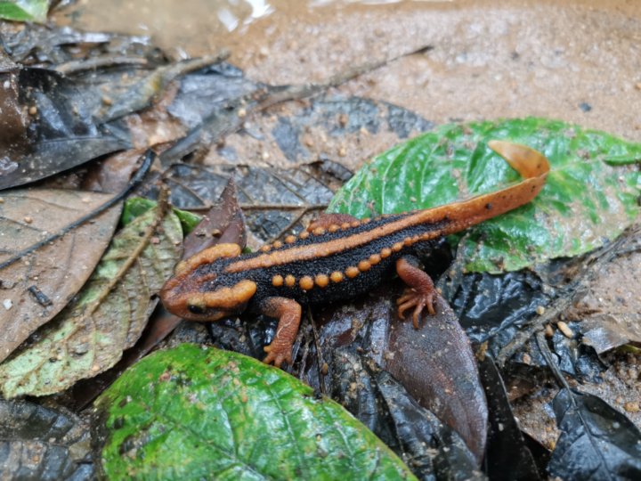 New Crocodile Newt Species Discovered at Doi Soi Malai 