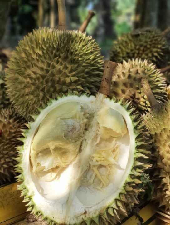 Durians being discarded due to imperfections