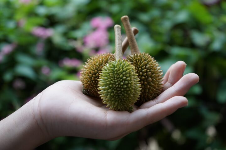 Baby Durians