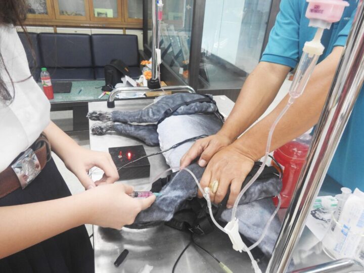 Veterinarians and assistants practice the correct postures for blood sampling and injections.