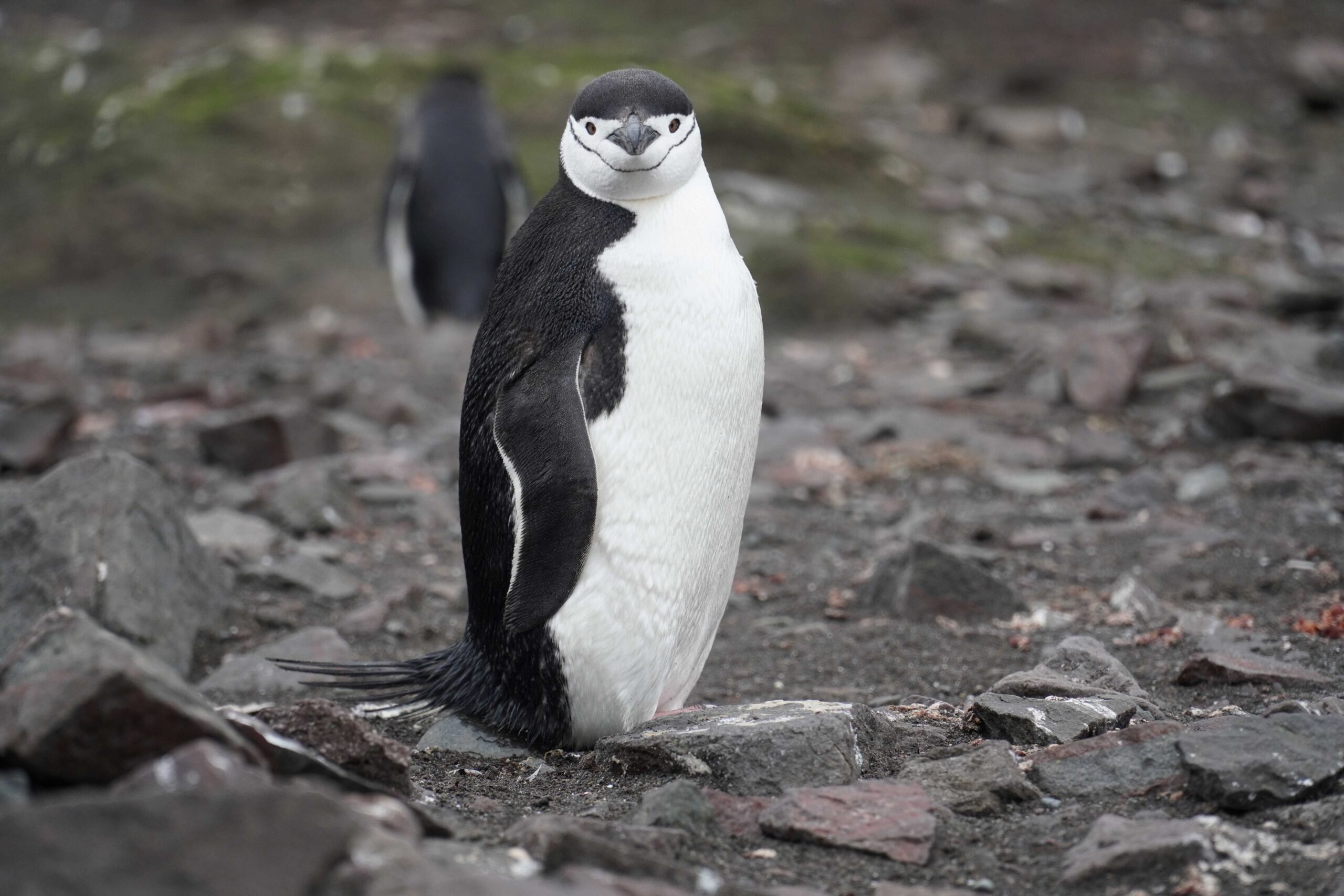 Thai Research Team Reaches Antarctica, Finds Alarming Increase in Ice Melt Levels Due to Global Warming 